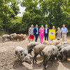 Österreichische Post_Briefmarke-Mangaliza-Schwein_1.jpg