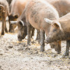 Österreichische Post_Briefmarke-Mangaliza-Schwein_4.jpg