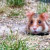 Feldhamster_05_Nina_Lipecki_cc-by-nc-sa-4-0.jpg