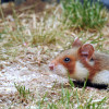 Feldhamster_03_Nina_Lipecki_cc-by-nc-sa-4-0.jpg
